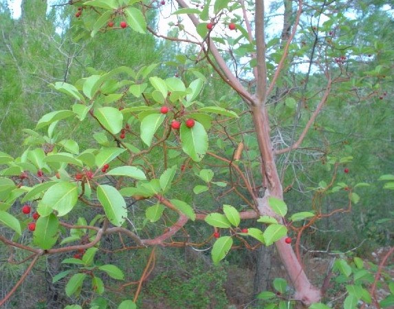 strawberry tree.jpg