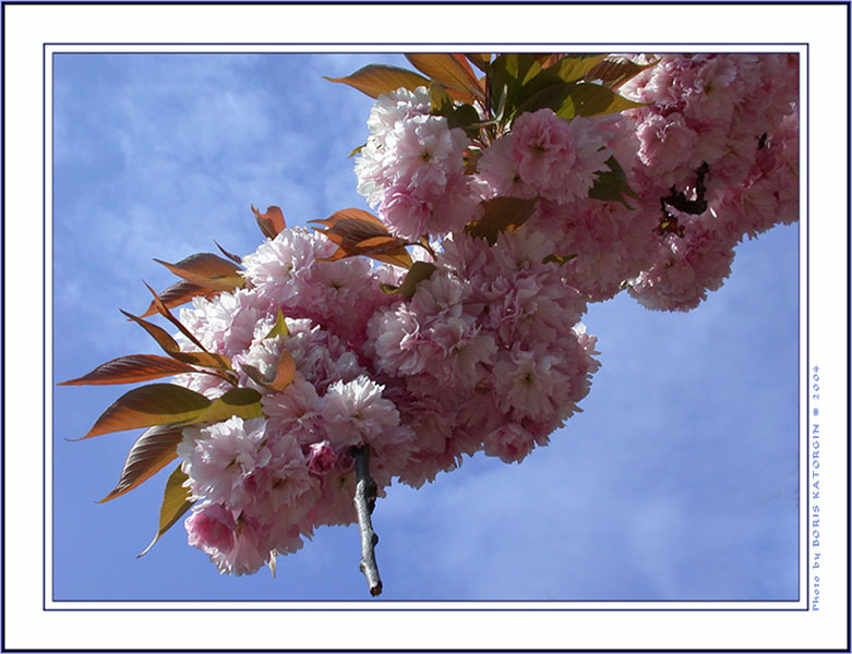 sakura3.jpg