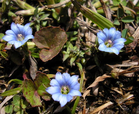 flowers_blue.jpg