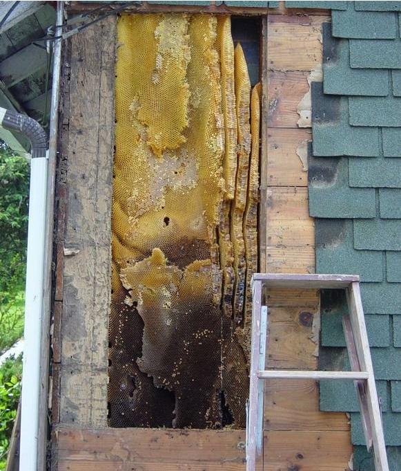 natural_comb_cavity_wall22.JPG